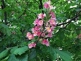 開花,樹,板栗