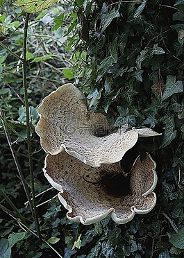 真菌,秋,蘑菇