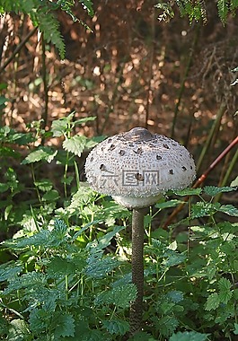 真菌,秋,蘑菇