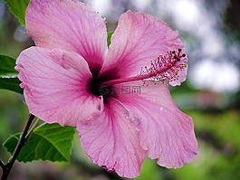 花的,植物,自然