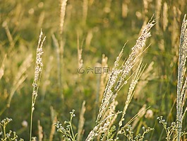 草,原野,绿色