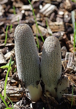 真菌,秋,蘑菇