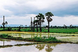 麥田,田鼠,樹