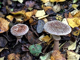 真菌,秋,蘑菇
