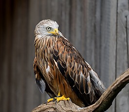 紅色的風箏,猛禽,鷙鳥