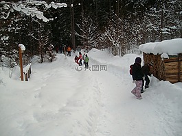雪,森林,冬天