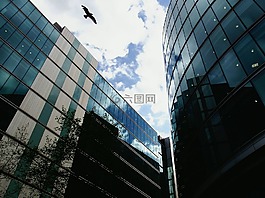 天空,鳥(niǎo),摩天大樓
