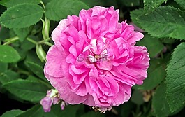 性質(zhì),花,玫瑰