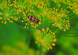 性質(zhì),花卉,植物