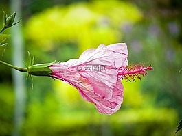 花的,植物,自然