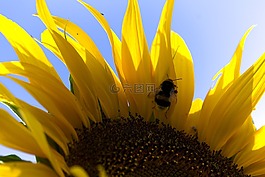 赫梅爾,太陽(yáng)花,花粉