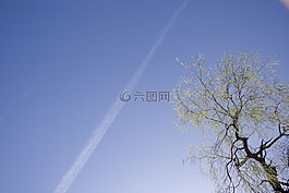 天空,軌跡,樹(shù)