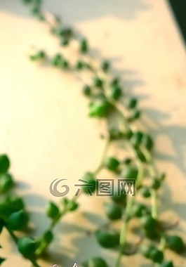 多肉,植物,綠色