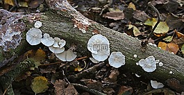 真菌,秋,蘑菇