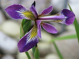 花,性質(zhì),百合
