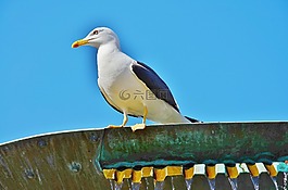 海鷗,鳥,天空