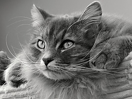 猫,西伯利亚,tomcat的