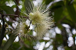 性質(zhì),樹,廠