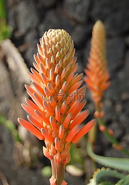 廠,橙,花