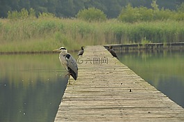 鳥,蒼鷺,水