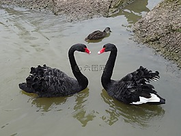 天鵝,愛,符號