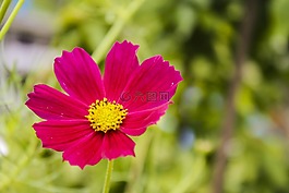 紅色雛菊,植物區(qū)系,花園