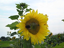 太陽(yáng)花,蝴蝶,關(guān)閉