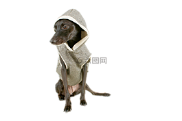 狗,黑犬,宠物