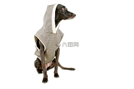狗,黑犬,宠物