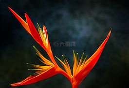 鸟的天堂,花,paradiesvogelblume