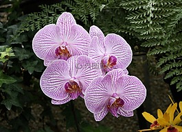 蘭花,花,自然