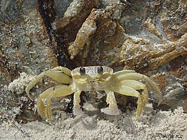 蟹,海灘,沙