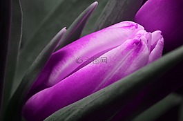 郁金香,紫色,花卉