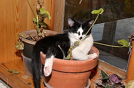 貓,花盆,動物