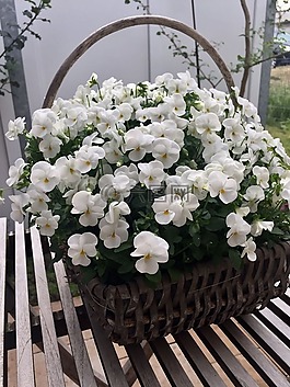 潘茜,花,白