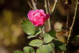 玫瑰,粉紅色,鮮花