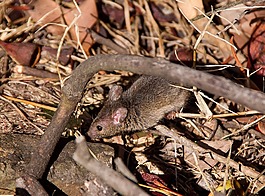 的antechinus,鼠标有袋动物,有袋动物