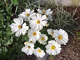 花,白色的花園,性質(zhì)