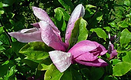 花,白玉蘭,粉紅色
