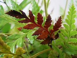 蕨類植物,綠色,葉