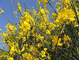 genista,植物,性質(zhì)