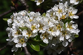 開花,梨,春