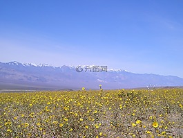 死亡谷,加利福尼亞州,花的