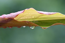 自然,水,雨