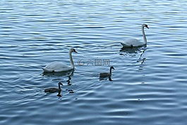 天鹅,schanfamilie,湖