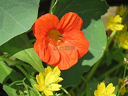 花,夏天,橙色
