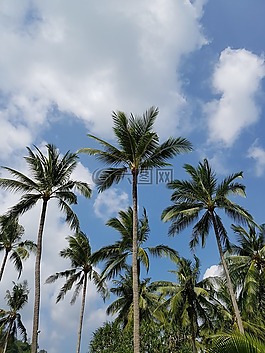 棕櫚樹,天空,云