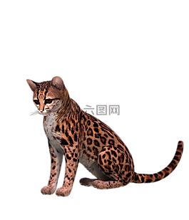 otzelot,貓,斑