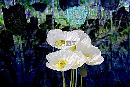 鮮花,白,夏季鮮花