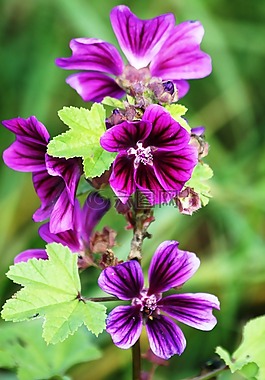 花,開(kāi)花,鮮花